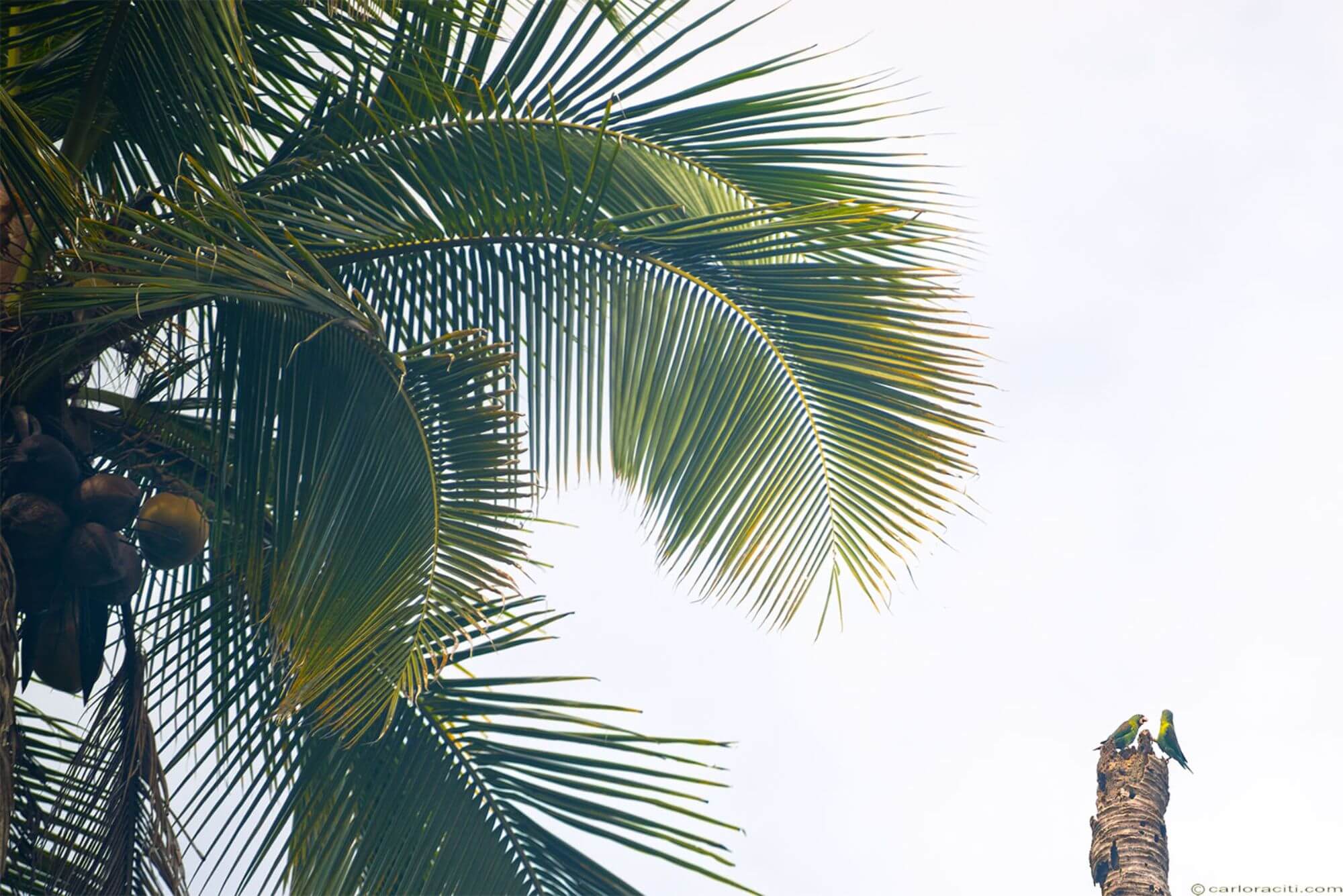 Costa Rica: Pura Verde